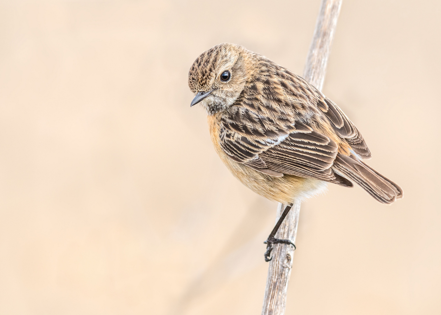 Schwarzkehlchen (Saxicola rubicola)