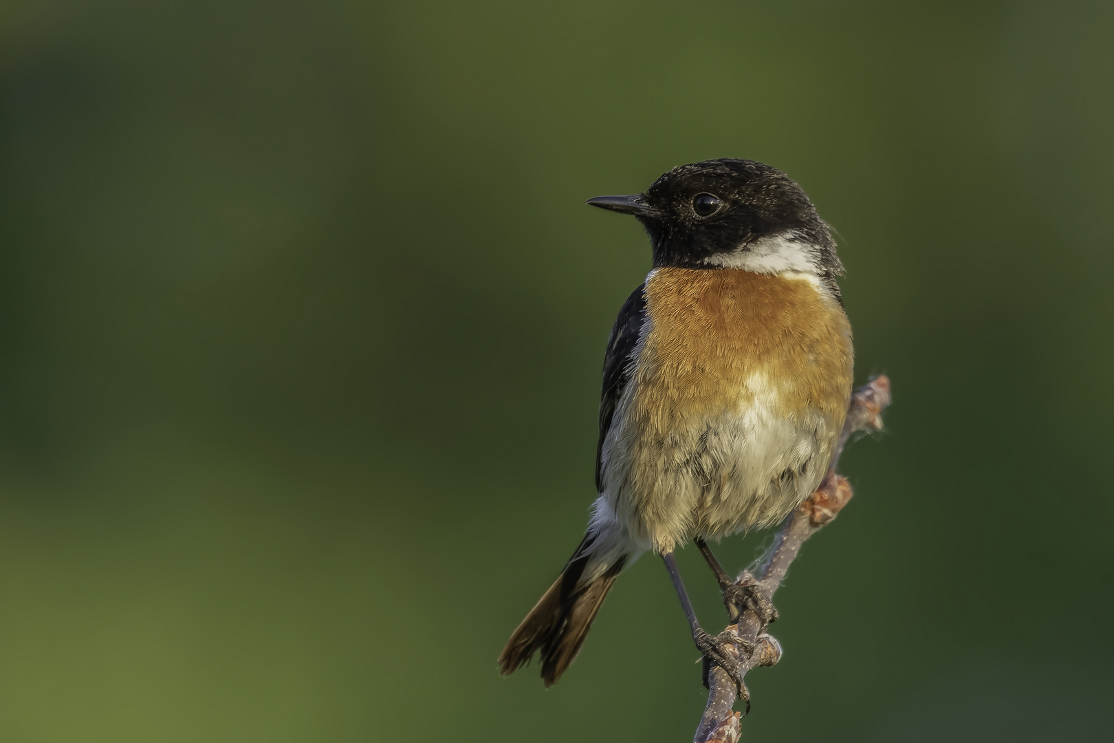 Schwarzkehlchen (Saxicola rubicola)