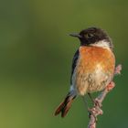 Schwarzkehlchen (Saxicola rubicola)