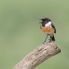 Schwarzkehlchen (Saxicola rubicola) 