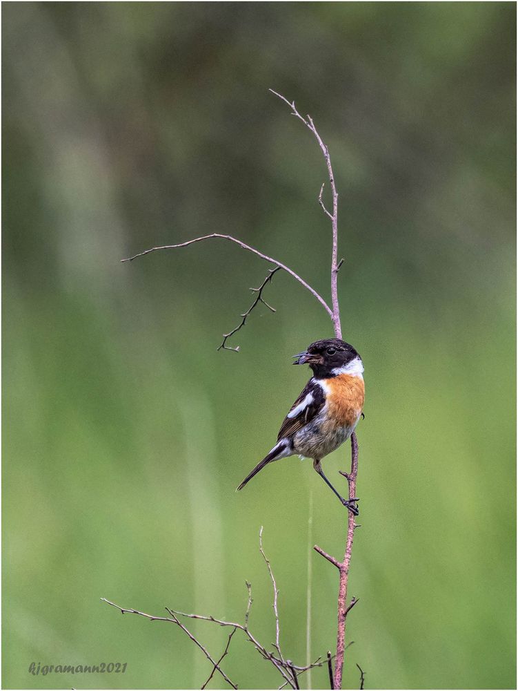 schwarzkehlchen (saxicola rubicola) ....