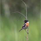 schwarzkehlchen (saxicola rubicola) ....