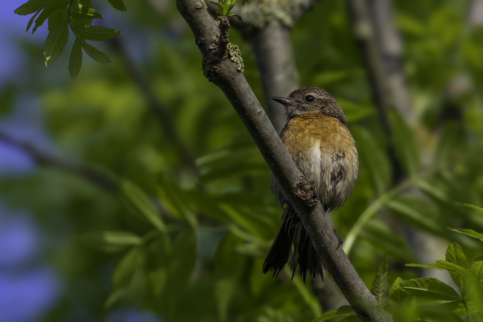 Schwarzkehlchen (Saxicola rubicola)