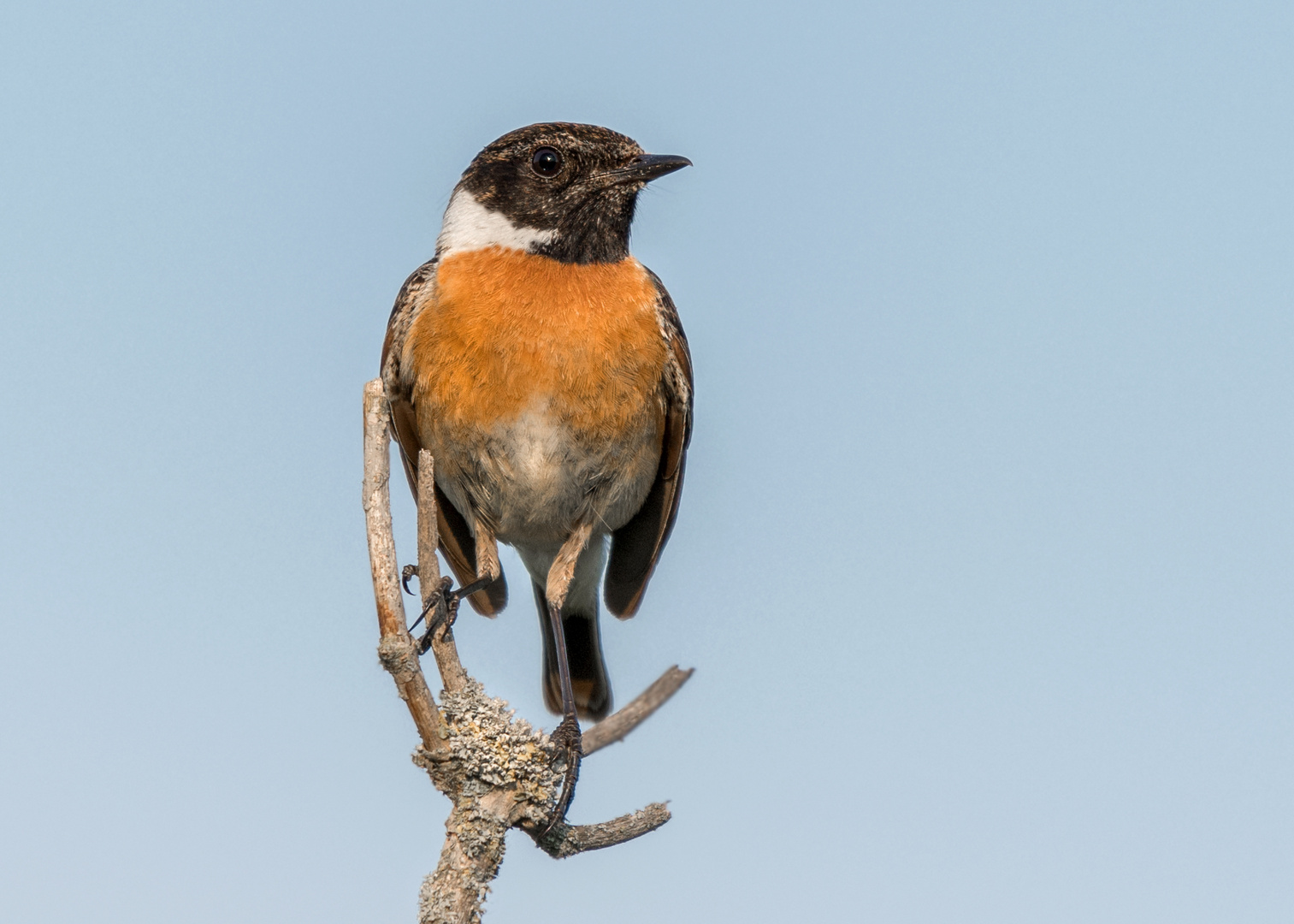 Schwarzkehlchen (Saxicola rubicola)