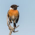 Schwarzkehlchen (Saxicola rubicola)