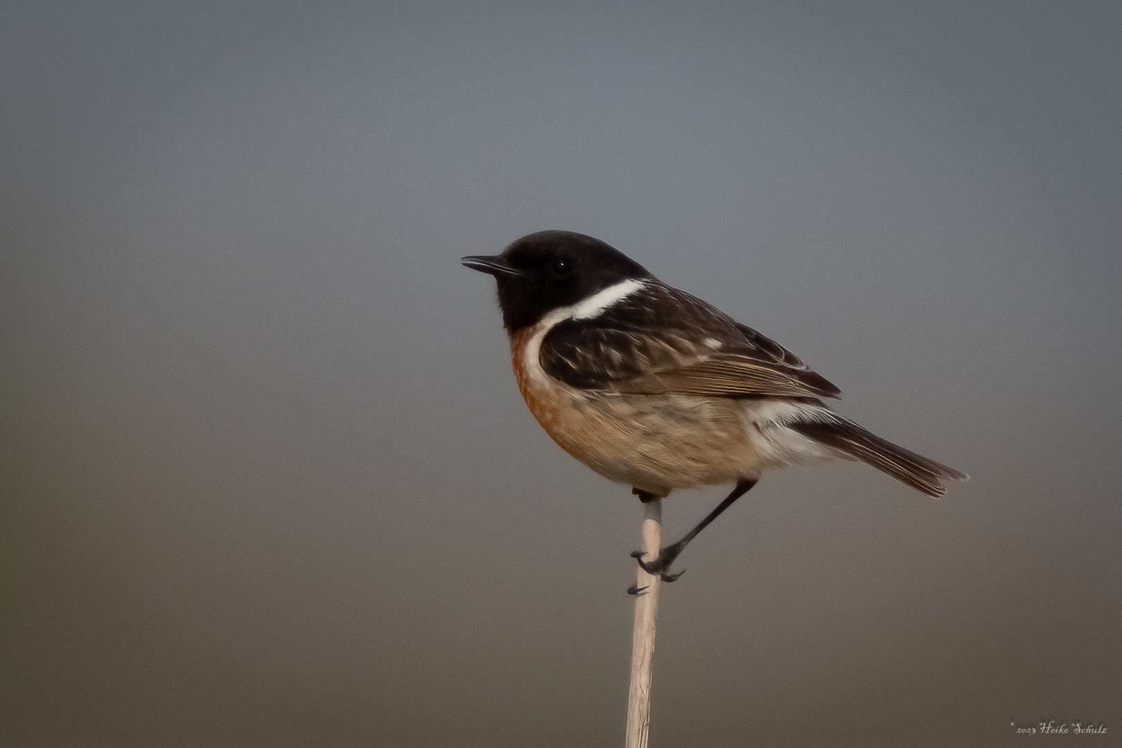 Schwarzkehlchen - Saxicola rubicola -