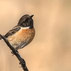 Schwarzkehlchen (Saxicola rubicola) 