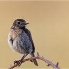 Schwarzkehlchen (Saxicola rubicola)