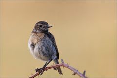 Schwarzkehlchen (Saxicola rubicola)