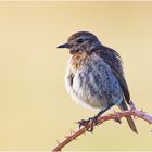 Schwarzkehlchen (Saxicola rubicola)