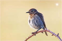 Schwarzkehlchen (Saxicola rubicola)