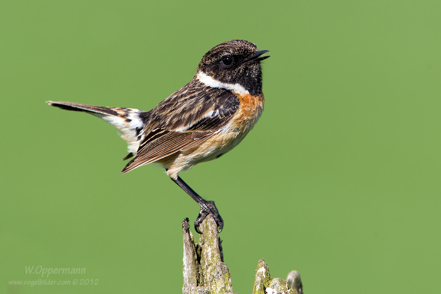 Schwarzkehlchen (Saxicola rubicola)