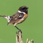 Schwarzkehlchen (Saxicola rubicola)