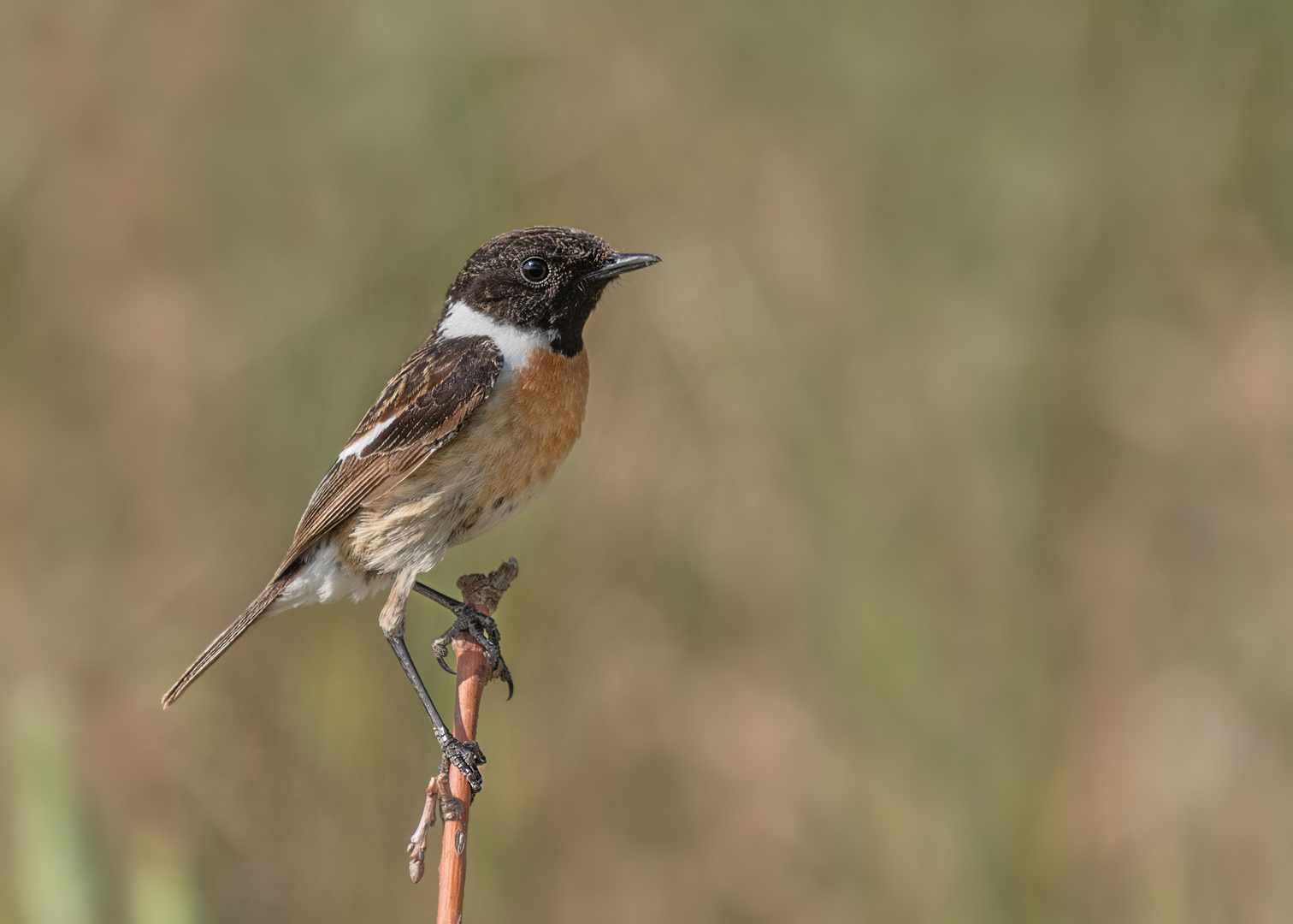 Schwarzkehlchen (Saxicola rubicola)