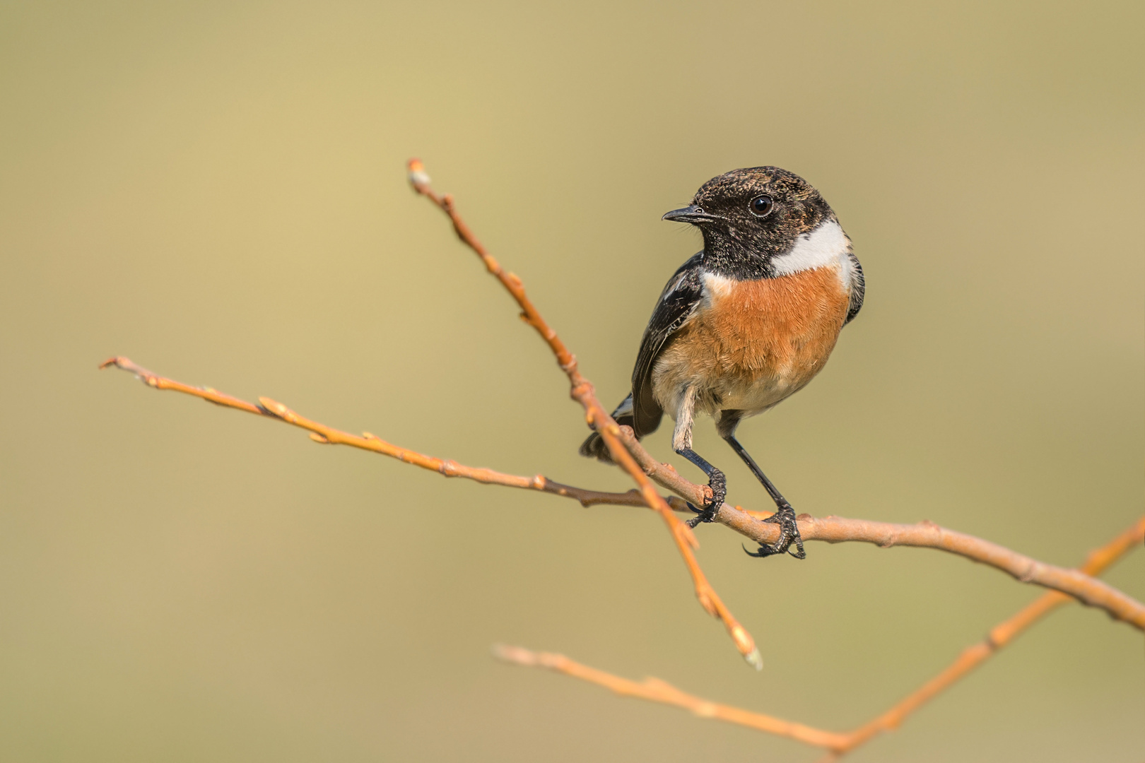 Schwarzkehlchen (Saxicola rubicola)