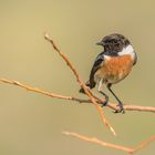 Schwarzkehlchen (Saxicola rubicola)