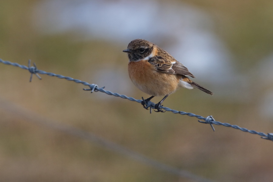 Schwarzkehlchen ( Saxicola rubicola )