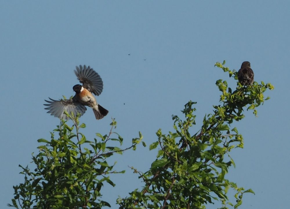 Schwarzkehlchen ( Saxicola rubicola ),