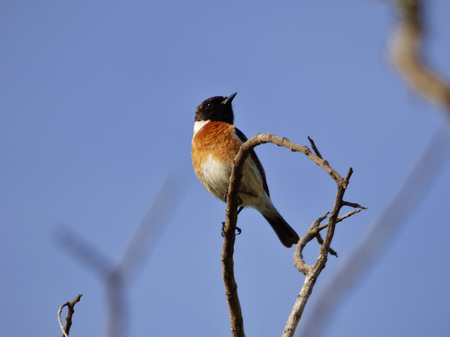 Schwarzkehlchen (Saxicola rubicola)