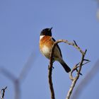 Schwarzkehlchen (Saxicola rubicola)