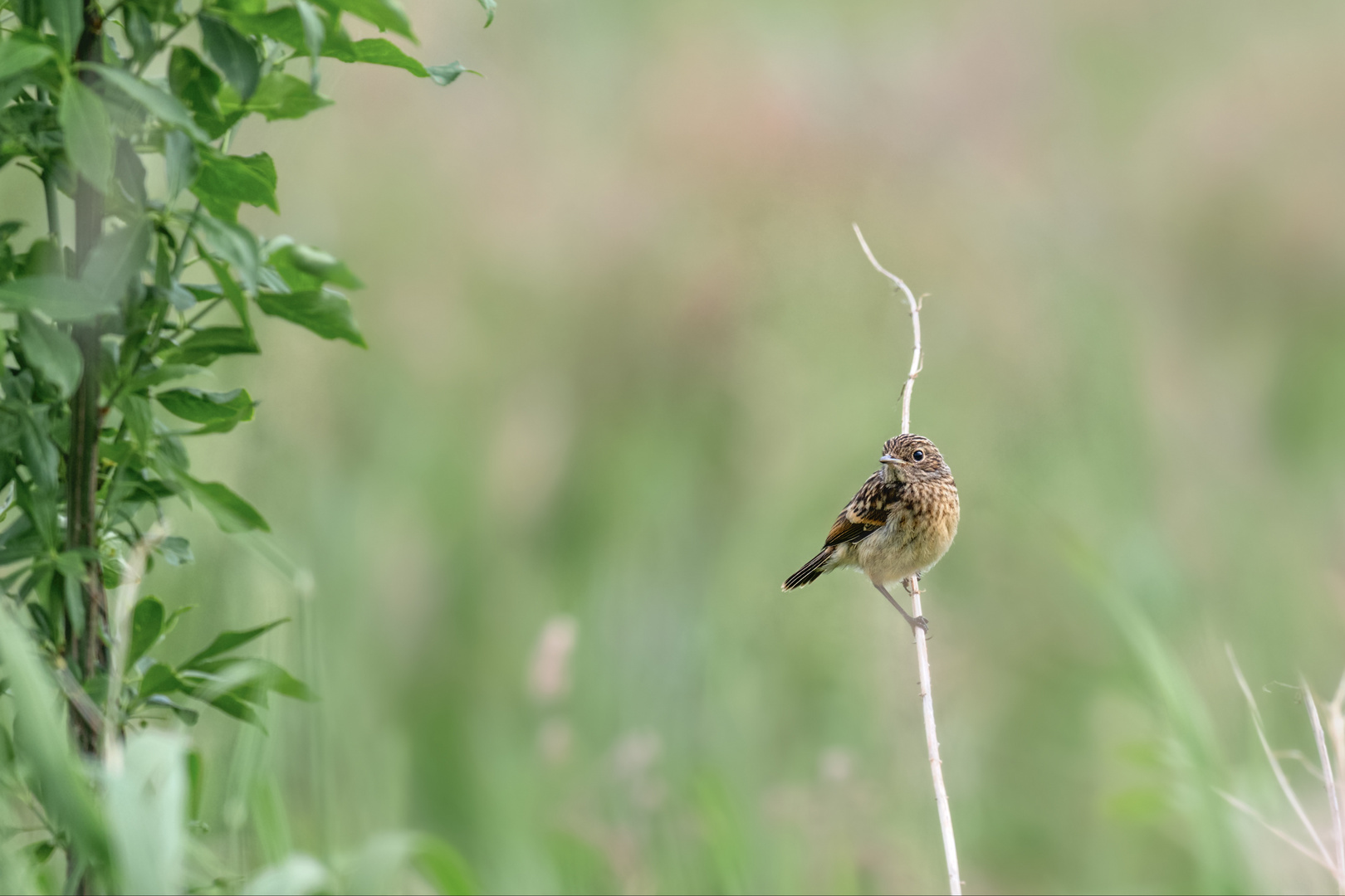 Schwarzkehlchen (Saxicola rubicola)