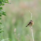 Schwarzkehlchen (Saxicola rubicola)