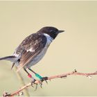 Schwarzkehlchen (Saxicola rubicola)