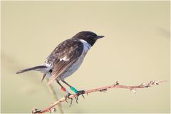 Schwarzkehlchen (Saxicola rubicola)