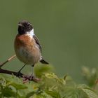 -Schwarzkehlchen (Saxicola rubicola)-