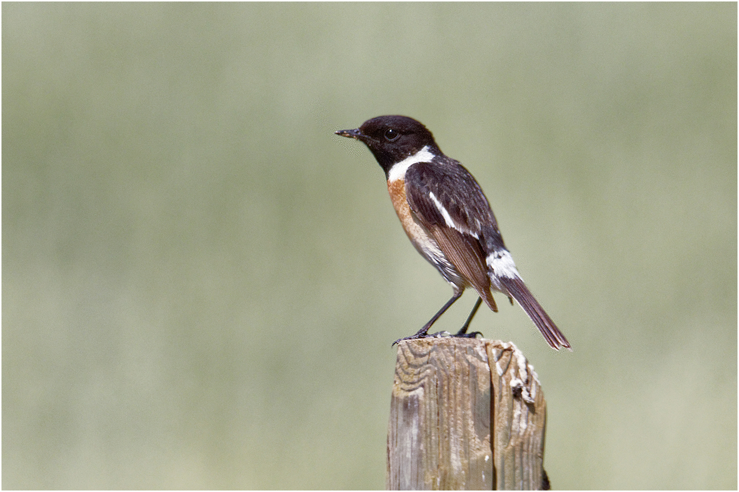 Schwarzkehlchen ( Saxicola rubicola)