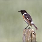 Schwarzkehlchen ( Saxicola rubicola)