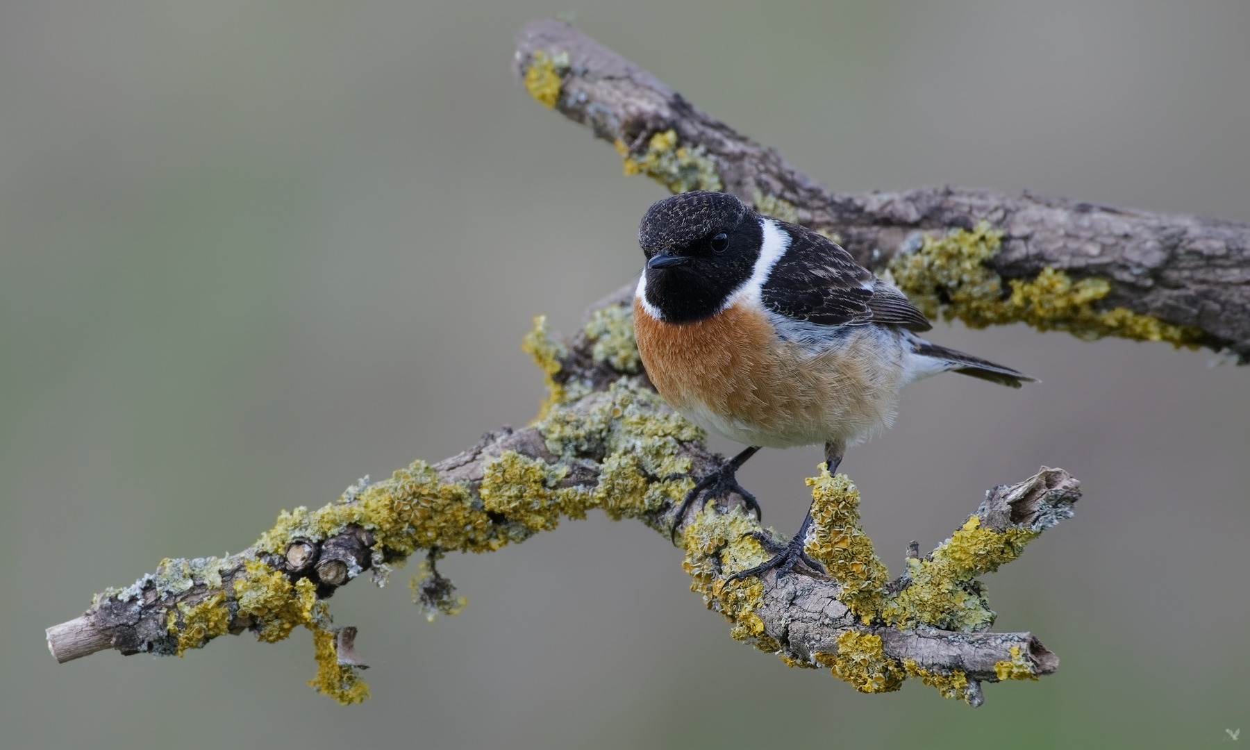 Schwarzkehlchen (Saxicola rubicola )