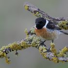 Schwarzkehlchen (Saxicola rubicola )