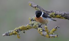 Schwarzkehlchen (Saxicola rubicola )