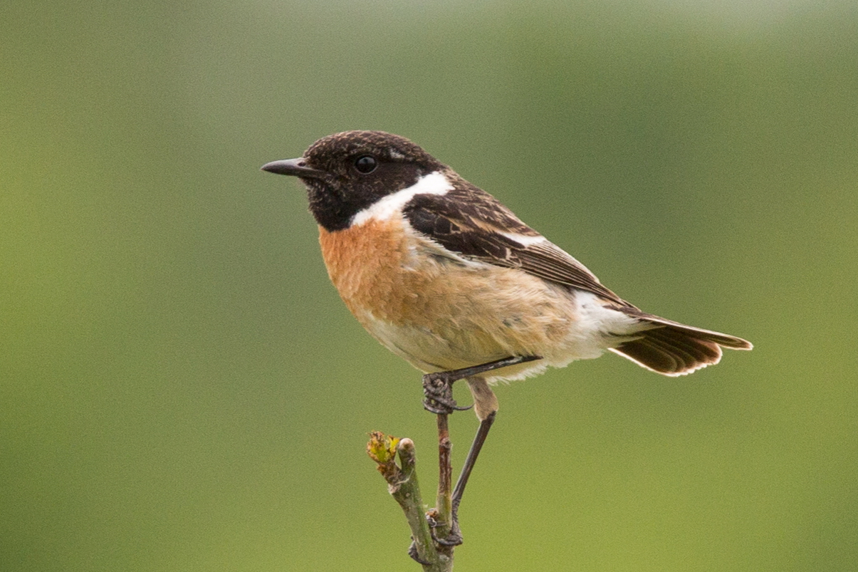 Schwarzkehlchen (Saxicola rubicola)