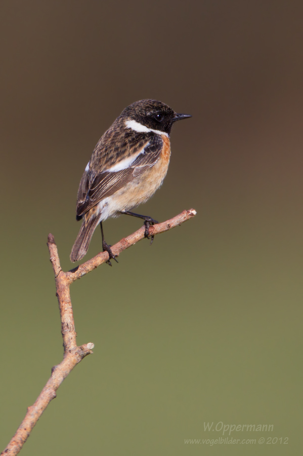 Schwarzkehlchen (Saxicola rubicola)