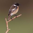 Schwarzkehlchen (Saxicola rubicola)