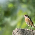 Schwarzkehlchen (Saxicola rubicola)