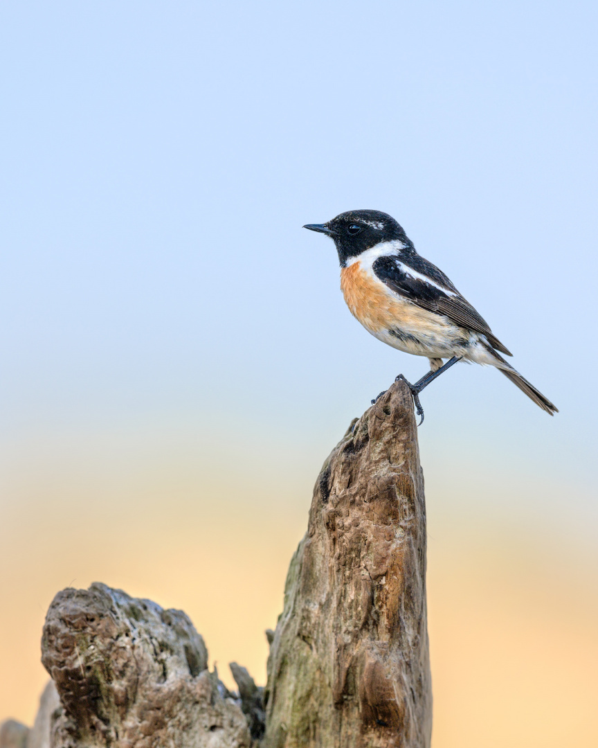 Schwarzkehlchen (Saxicola rubicola)