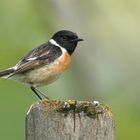 Schwarzkehlchen ( saxicola rubicola ),