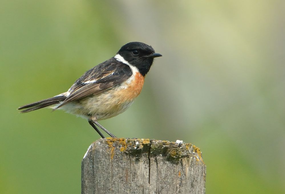 Schwarzkehlchen ( saxicola rubicola ),