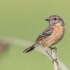 Schwarzkehlchen (Saxicola rubicola)