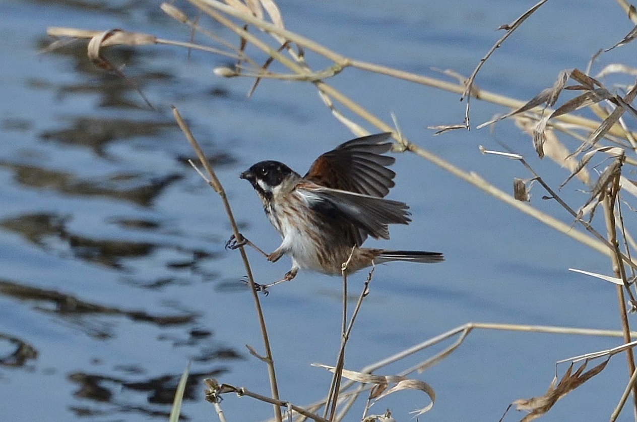 Schwarzkehlchen, saxicola  rubicola