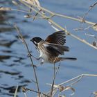 Schwarzkehlchen, saxicola  rubicola