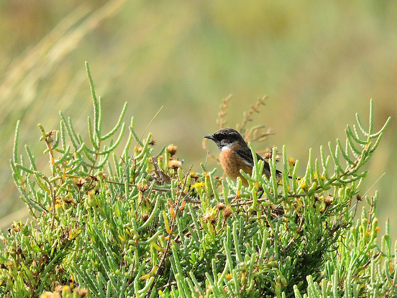 Schwarzkehlchen (Saxicola rubicola), European stonechat, Tarabilla común