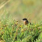 Schwarzkehlchen (Saxicola rubicola), European stonechat, Tarabilla común