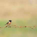 Schwarzkehlchen (Saxicola rubicola), European stonechat, Tarabilla común