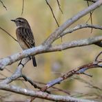 Schwarzkehlchen, (Saxicola rubicola), European stonechat,Tarabilla común 