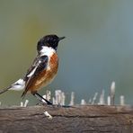 Schwarzkehlchen (Saxicola rubicola), European stonechat,Tarabilla común 
