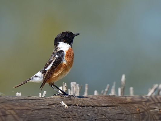 Schwarzkehlchen (Saxicola rubicola), European stonechat,Tarabilla común 